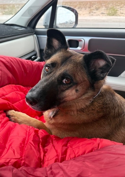 Brown dog in car on red bed