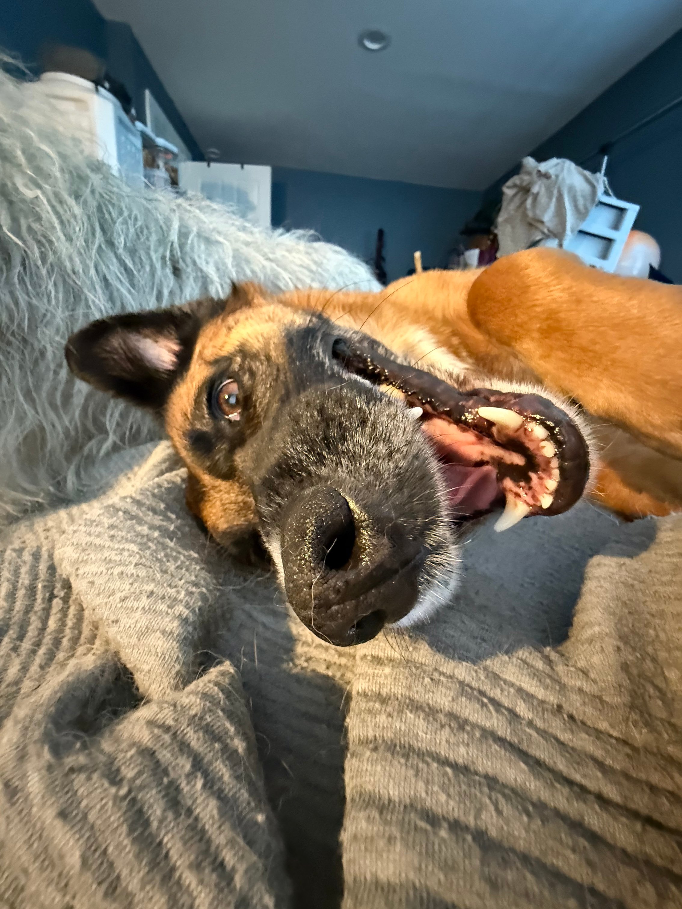 happy brown brown dog