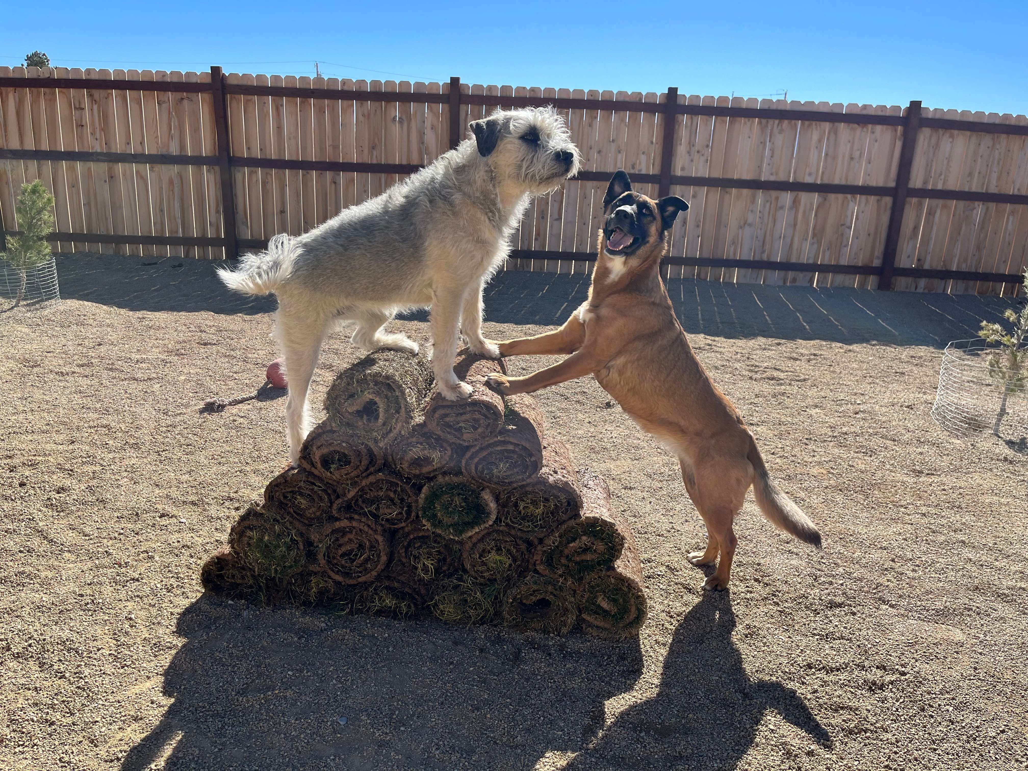 two dogs playing on piled sod rolls