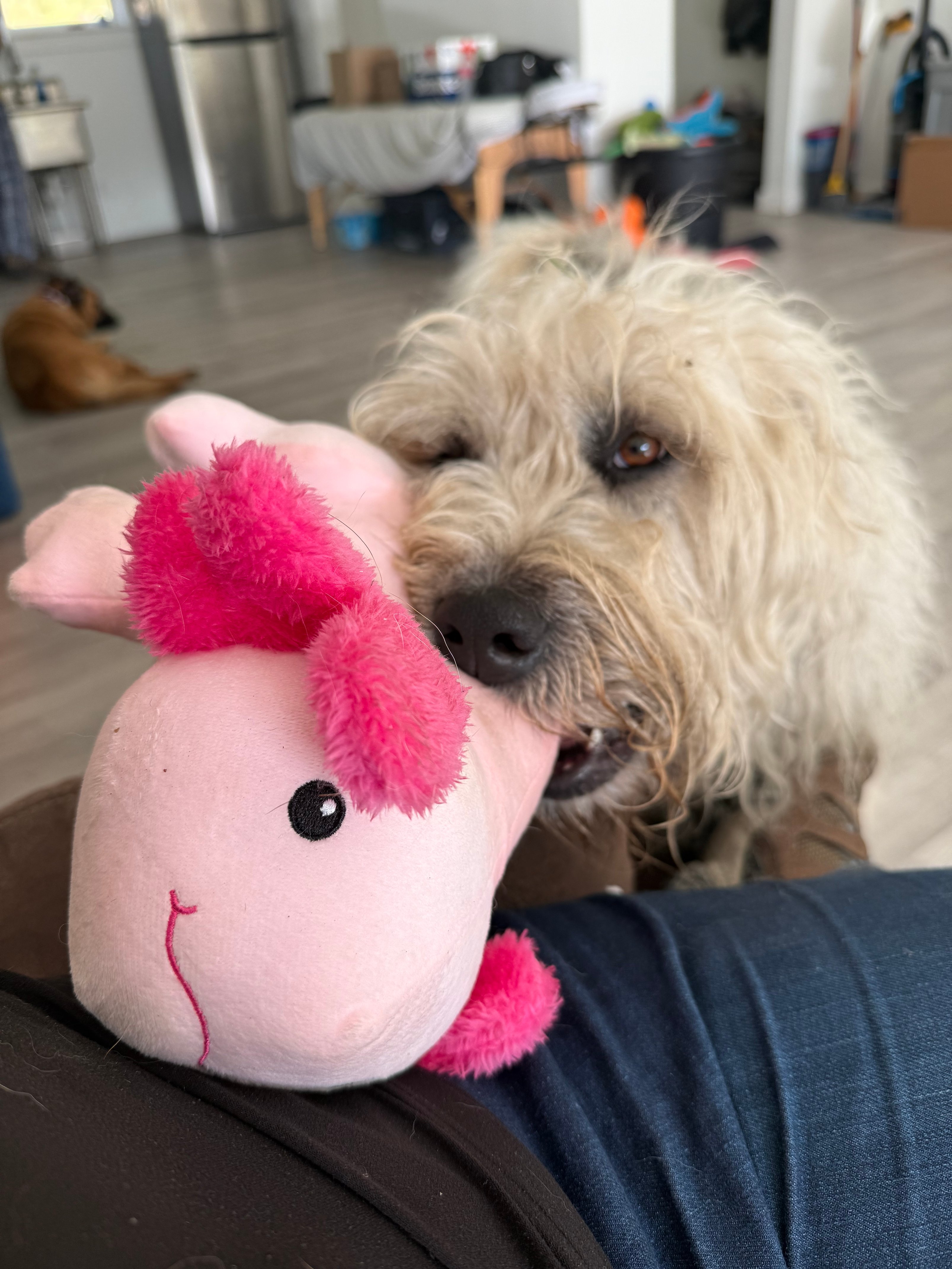 white dog with pink toy