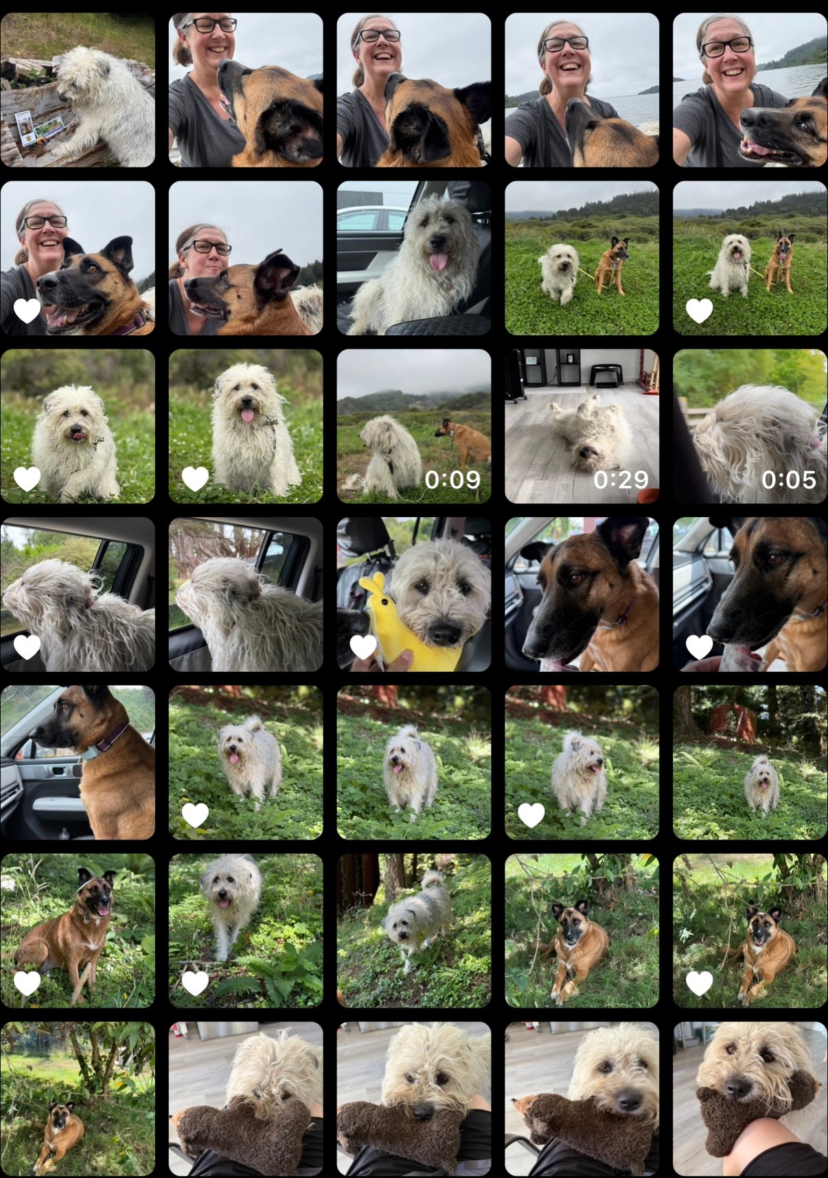 camera roll of dog pics
