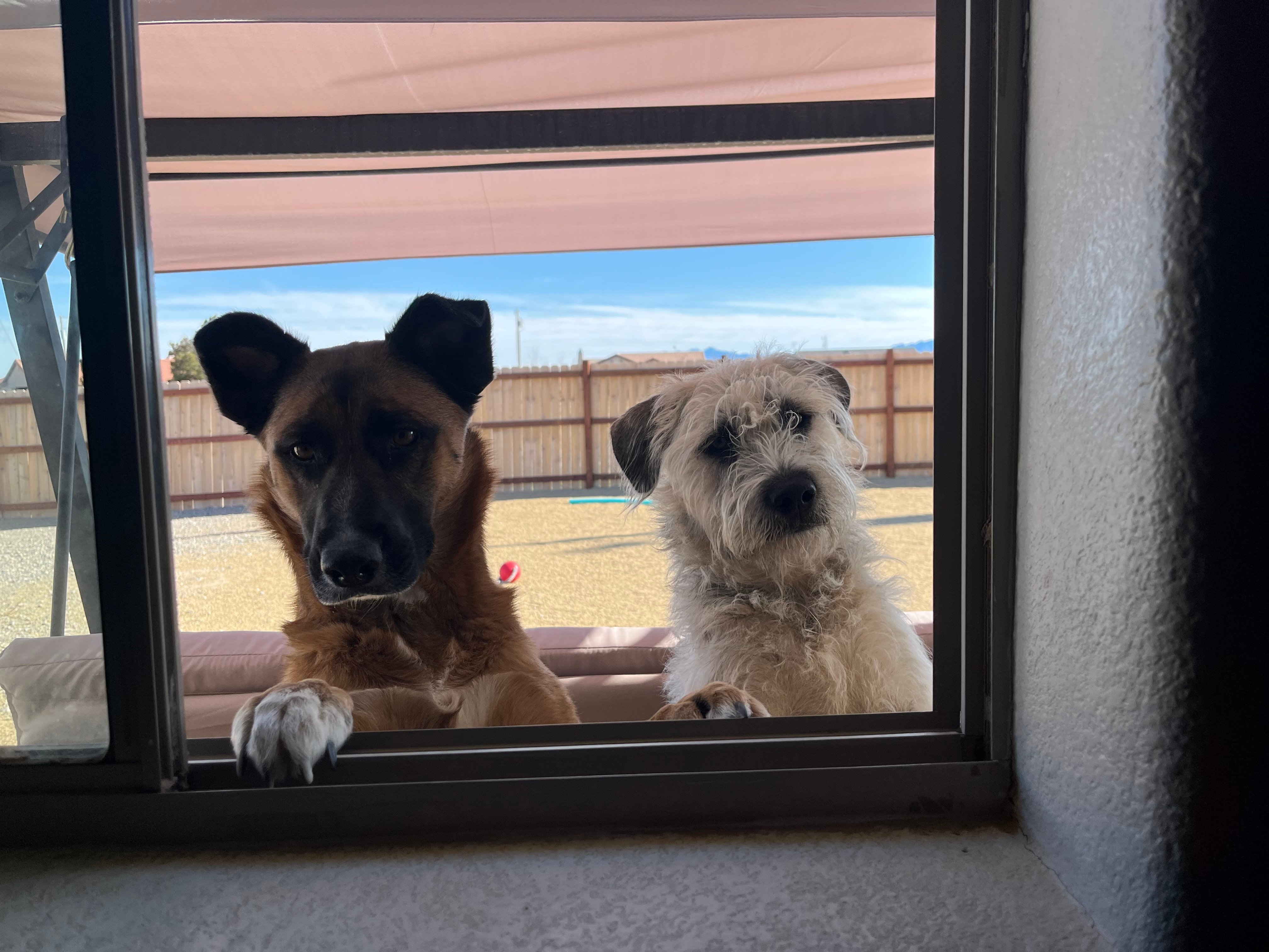 two dogs looking through window