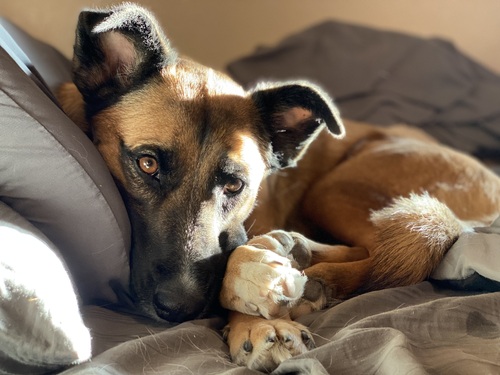 brown dog curled up looking at camera brown dog curled up looking at camera
