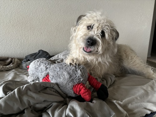 white dog with paw on toy white dog with paw on toy