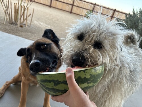 two dogs eating slice of watermelon