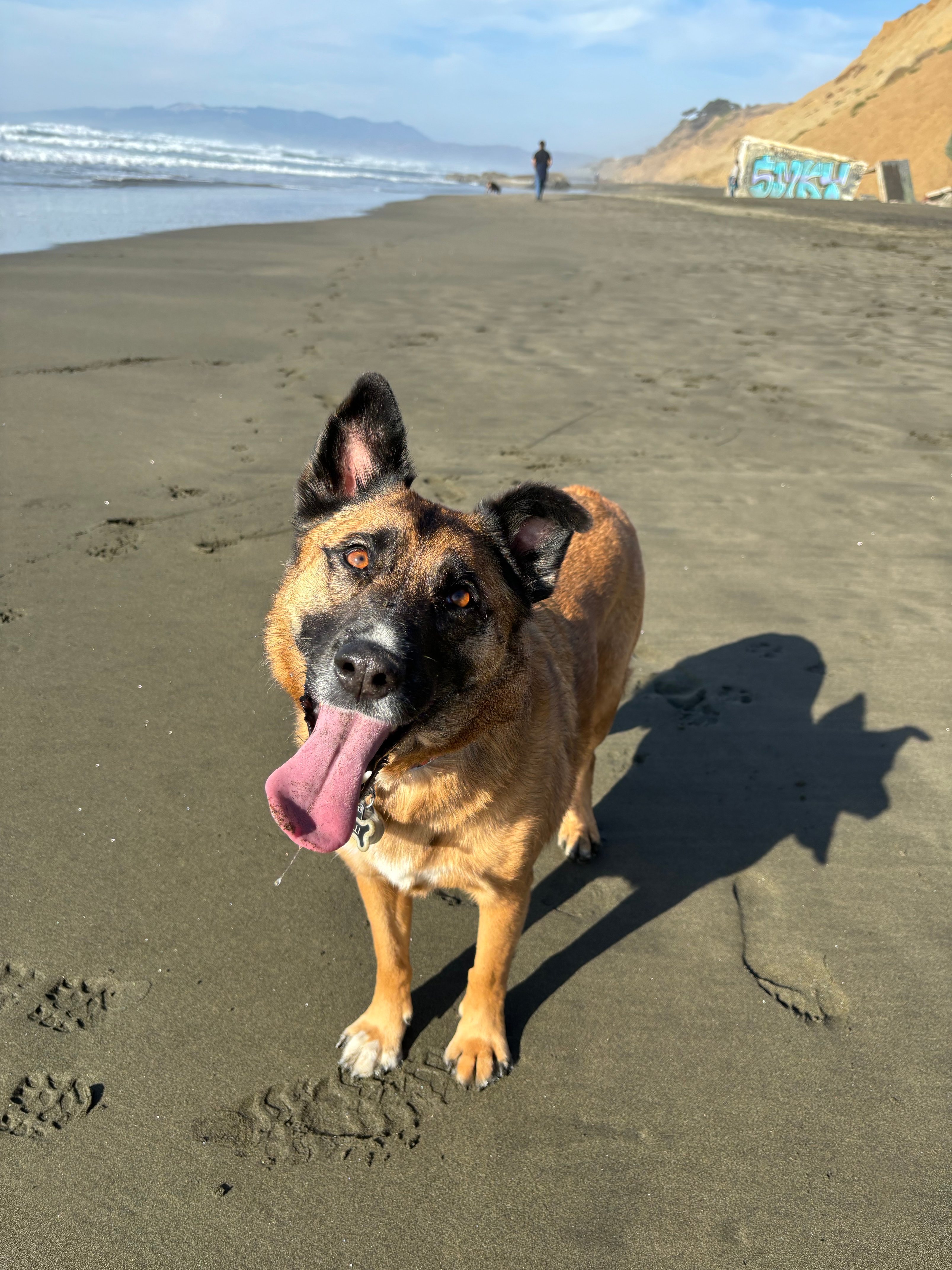 happy brown dog at beach