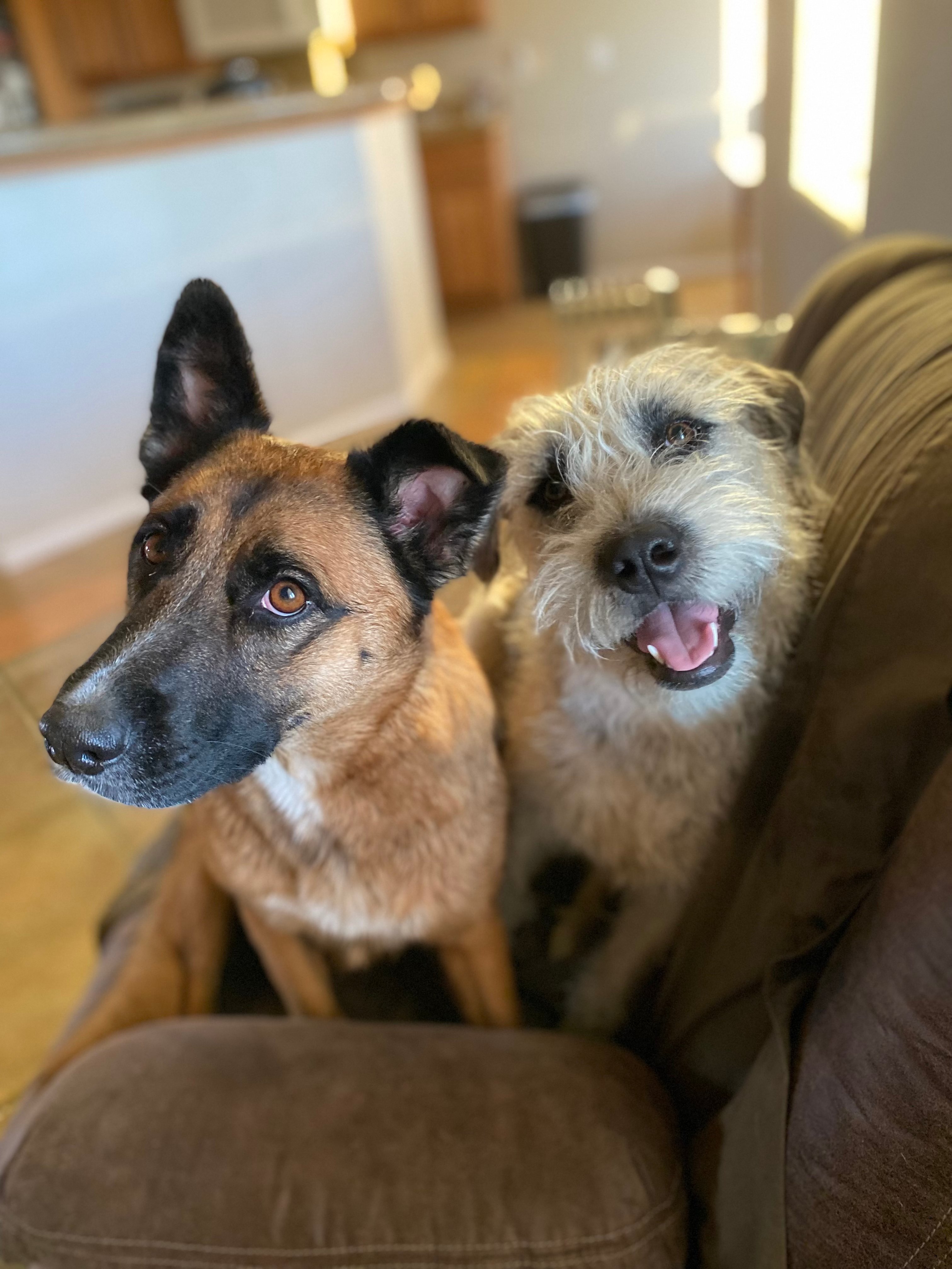 two dogs sitting in chair