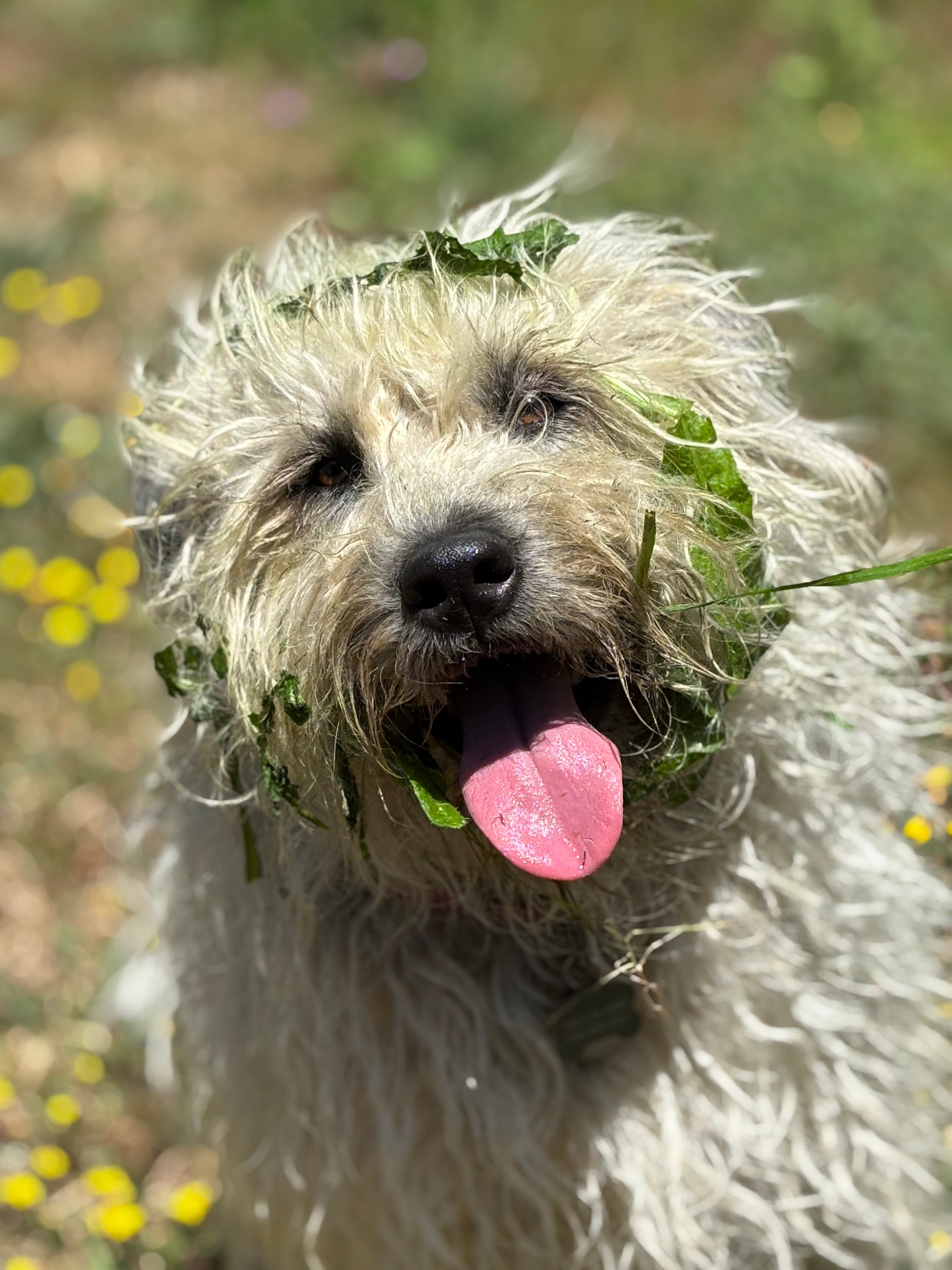 white dog with leaves stuck to face smiling